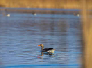 Great Goose, (Anser anser), Southern Bohemia, Czech Republic