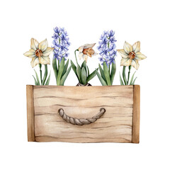 Hand Drawn Watercolor Spring Flowers in a wooden box. Watercolour Yellow Daffodils and Blue Hiacinth Floral Cliparts isolated on white background. Home gardening illustration.