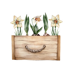 Hand Drawn Watercolor Spring Flowers in a wooden box. Watercolour Yellow Daffodils Floral Cliparts isolated on white background. Home gardening illustration. Spring Florals Narcissus