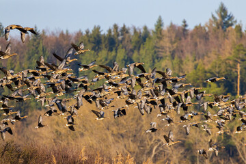 Great Goose, (Anser anser), Southern Bohemia, Czech Republic