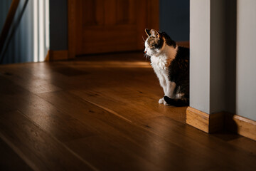 A cat sits on a wood floor in a beam of sunlight