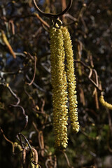 Korkenzieher Hasel in Blüte