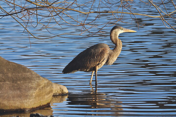 heron standing in water pond near rock