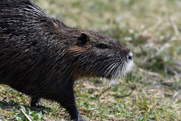 Fischotter am Seeufer