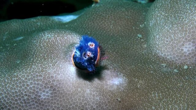 
Blue Christmas Tree Worms (Spirobranchus giganteus) Emerging from its Tube - Philippines