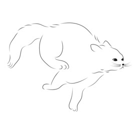 Contour illustration of a cat running for food. Running cat. The pet is playing sports.