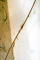 Wylęg małe pająki w sieci - obrazy, fototapety, plakaty