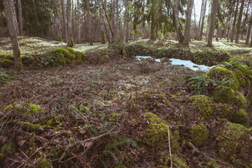 old medieval grave place in Latvia forest. Boulders covered with moss around, burial ground