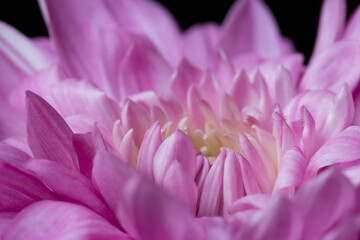 Soft focus closeup of beautiful, vibrant, pink chrysanthemums
