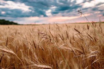Yellow wheat blows in the breeze in front of a colorful sunset
