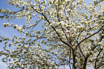 Apple tree in bloom in spring time season. Harvesting and cultivation apples. A lot of white flowers on branches on blue sky background in countryside garden.