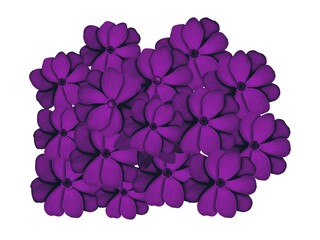 lilac flower isolated on white background