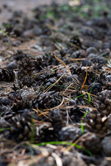 Natural background made of lots of pine cones on the ground sunlit by bright sun beams in coniferous wood. Vertical format