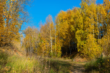 Autumn landscape with birches with yellow leaves in sunny warm day with blue clear sky.