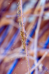 Wylęg pająków długi kijek oblepiony wielka ilością małych pająków   © Monika