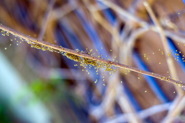 Wylęg pająków długi kijek oblepiony wielka ilością małych pająków © Monika