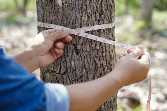 Botanist's hand is measuring trunk of tree to analysis and research about growth of tree. Concept :  forest valuation. Conservation of environment. 