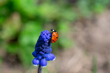 Little lady bug insect on flower of muscari on bokeh backdrop.Summertime macrophotography of wet lady bird with water drops.Concept of relaxation, quiet and calmness