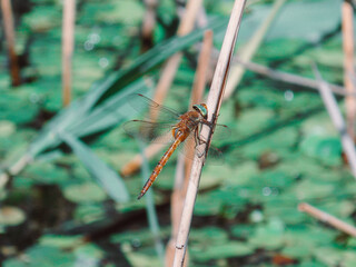 close up of a dragonfly