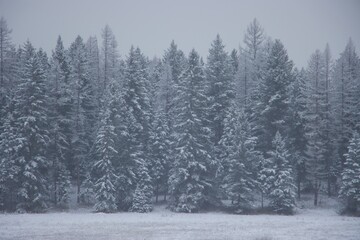 snow covered trees