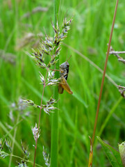 grasshopper sitting on the grass