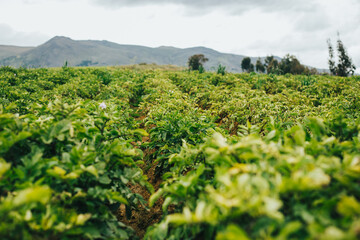 Obraz premium Flor de Papa. Papa, alimento de los andes de Perú. Concepto de agricultura.