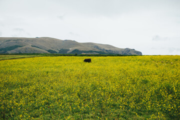 Vacas en un campo lleno de lores amarillas. Concepto de naturaleza y animales. Primavera.