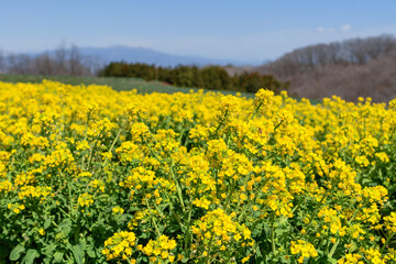 菜の花畑