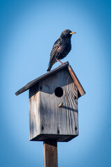A beautiful, black Sturnus sitting on its starling box and watching over the forest