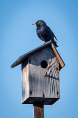A beautiful, black Sturnus sitting on its starling box and watching over the forest