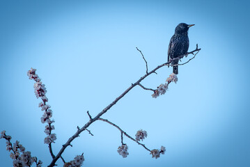 A beautiful, black Sturnus sitting on the branch and watching over the forest