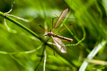 Komarnica owad z rodziny muchówek długie nogi