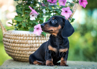 A black and very cute puppy sitting in the park and enjoying nature with some beautiful flowers behind him [Dachshund]