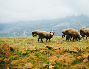Paisaje de los andes con borregos. Concepto de Naturaleza, turismo.