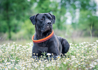 A black beautiful dog with a red collar on the neck standing in the field with daisy flowers [South African Boerboel]