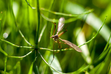 Komarnica owad z rodziny muchówek długie nogi   © Monika