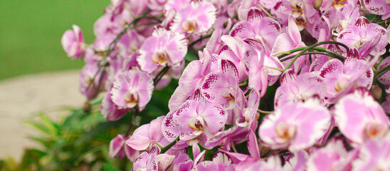 A purple and white orchid blooming in the garden