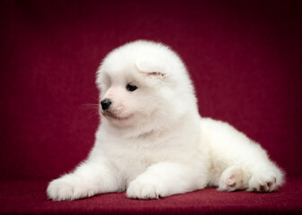 A cute and fluffy puppy laying, looking somewhere away and just posing for the photo with the vinous background