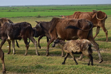 cows in the field