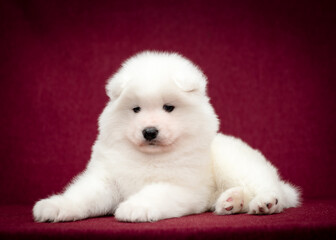 A cute and fluffy puppy laying, looking straight into the camera and just posing for the photo with the vinous background