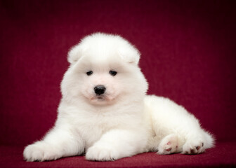 A cute and fluffy puppy laying, looking straight into the camera and just posing for the photo with the vinous background