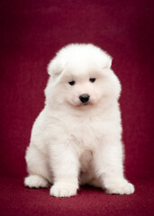  A cute and fluffy puppy sitting, looking straight into the camera and just posing for the photo