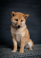 A cute and furry doggie sitting and posing for photos with a black background
