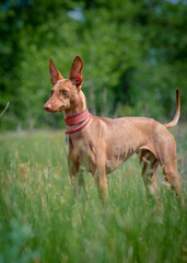 A cute beautiful dog with big ears standing in the field and enjoying nature