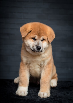  A cute and fluffy doggie sitting and posing for photos with a grey background [akita inu]