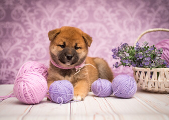 A cute puppy sitting and going to play with some pink and purple skeins of thread with the basket of flowers on the background [Shiba inu]