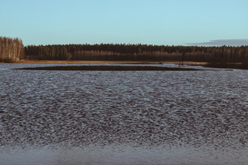 floods over meadow in Latvia. Overflown river Iecava	