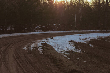 Winding country road in early spring