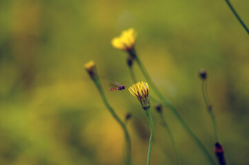 Mała drobna muszka żółty kwiat mlecz rozmyte tło