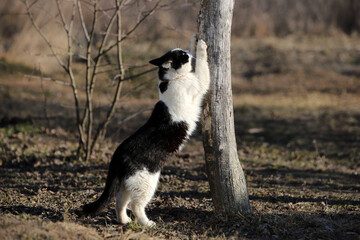 Fototapeta premium black and white cat on the ground